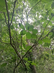 Piscidia carthagenensis