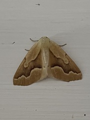 Sabulodes edwardsata