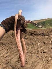 Masticophis flagellum piceus