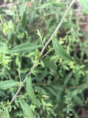 Symphyotrichum