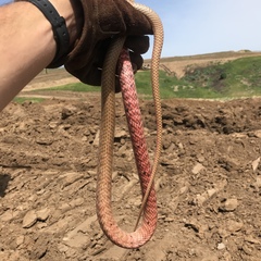 Masticophis flagellum piceus