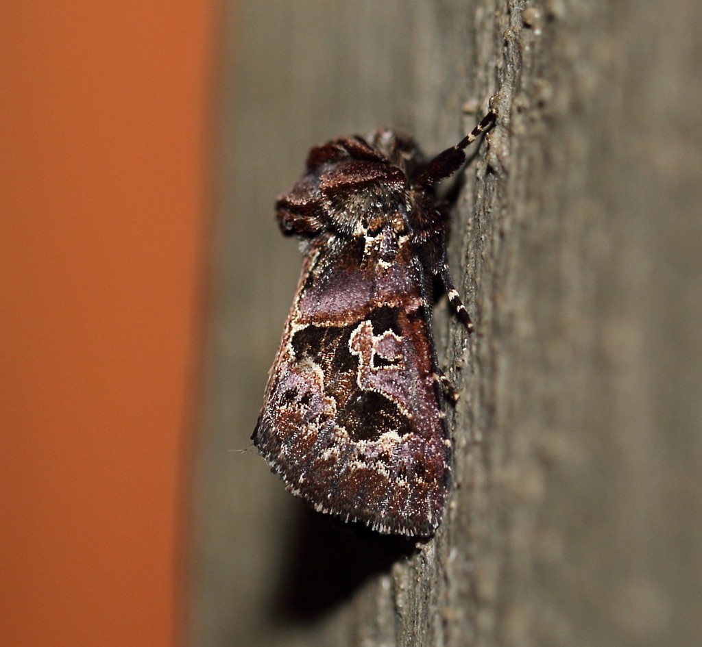 Rhodochlaena cuneifera