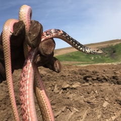 Masticophis flagellum piceus