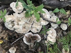 Phellodon violascens