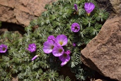 Oxalis adenophylla