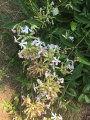 Saponaria