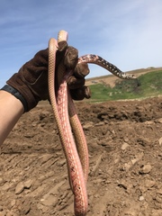 Masticophis flagellum piceus