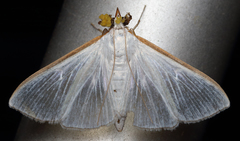 Diaphania costata