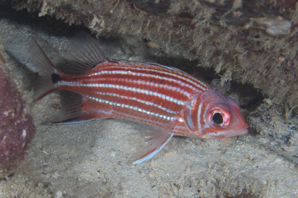 Horned squirrelfish (Sargocentron cornutum) — Holocentridae