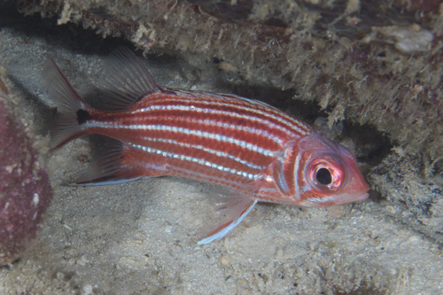 Horned squirrelfish (Sargocentron cornutum) — Holocentridae