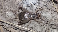 Eugryllodes escalerae