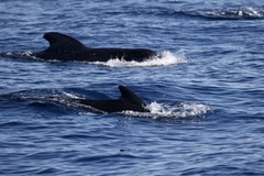 Globicephala
