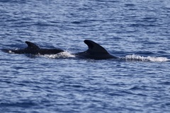 Globicephala