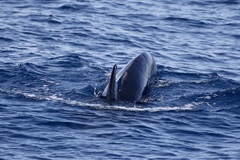 Globicephala