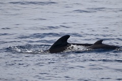 Globicephala