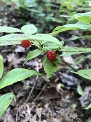 Vaccinium erythrocarpum