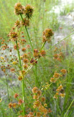 Juncus megacephalus