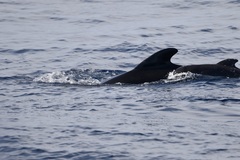 Globicephala