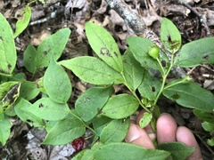 Vaccinium erythrocarpum