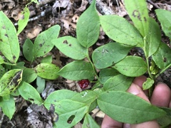 Vaccinium erythrocarpum