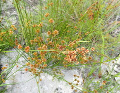 Juncus megacephalus