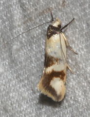 Antipterna trilicella