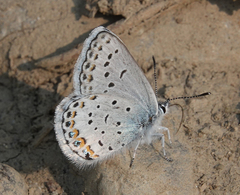 Plebejus idas scudderii
