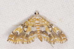 Elophila faulalis