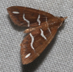 Chaetolopha niphosticha