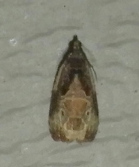 Olethreutes connectum