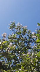 Ceanothus arboreus