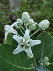 Calotropis gigantea