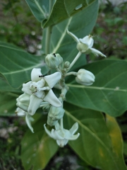 Calotropis gigantea