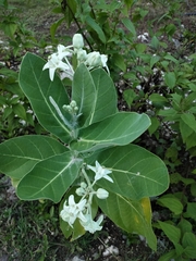 Calotropis gigantea