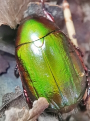 Anomala cupripes