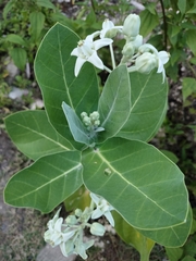 Calotropis gigantea