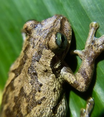 Osteopilus dominicensis