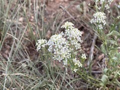 Lepidium thurberi