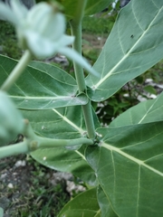 Calotropis gigantea