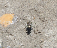 Cicindela tranquebarica moapana
