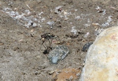 Cicindela tranquebarica moapana