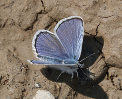 Plebejus idas scudderii