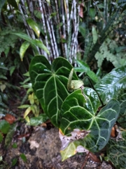 Anthurium crystallinum