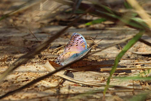 Euryphura concordia