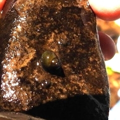 Potamopyrgus antipodarum