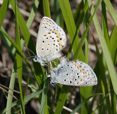 Plebejus idas scudderii