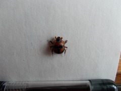 Bolbocerosoma farctum