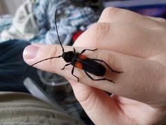 Tragidion coquus