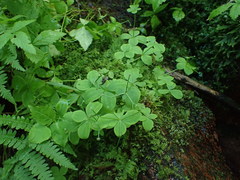 Galium kamtschaticum