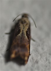 Episimus tyrius